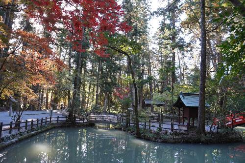 小國神社紅葉