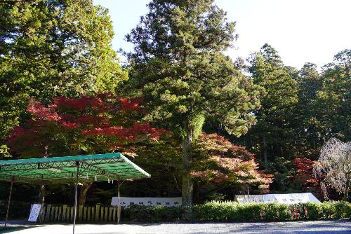 小國神社紅葉