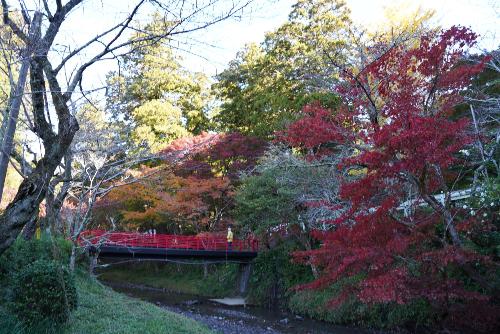小國神社紅葉