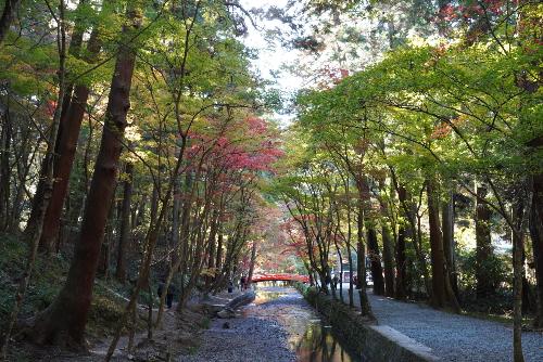 小國神社紅葉