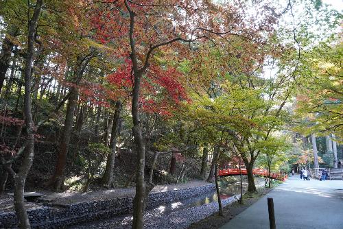小國神社紅葉