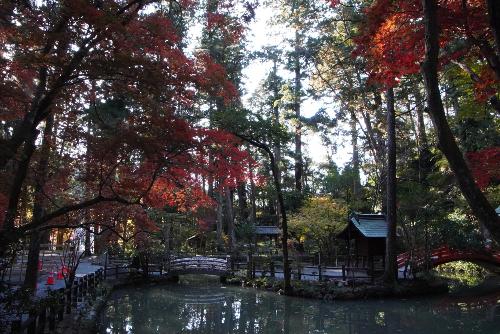 小國神社紅葉