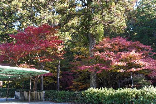 小國神社紅葉