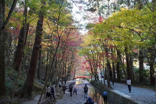 小國神社紅葉