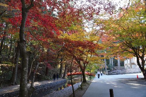 小國神社紅葉