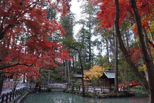 小國神社紅葉