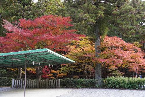 小國神社紅葉