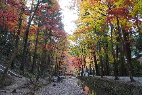 小國神社紅葉