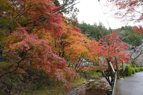 小國神社紅葉