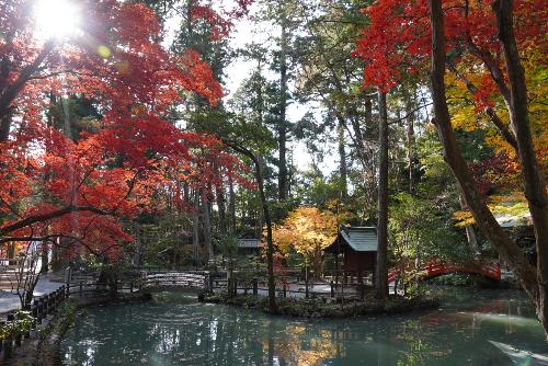 小國神社紅葉