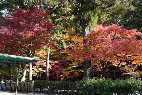 小國神社紅葉