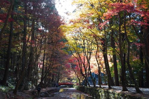 小國神社紅葉