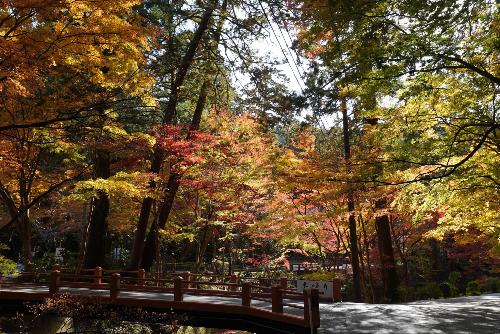 小國神社紅葉