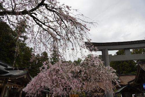 小國神社桜1