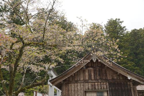 小國神社桜2