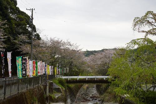 小國神社桜3