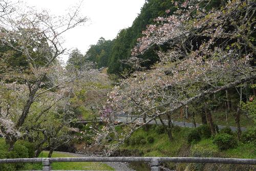 小國神社桜4