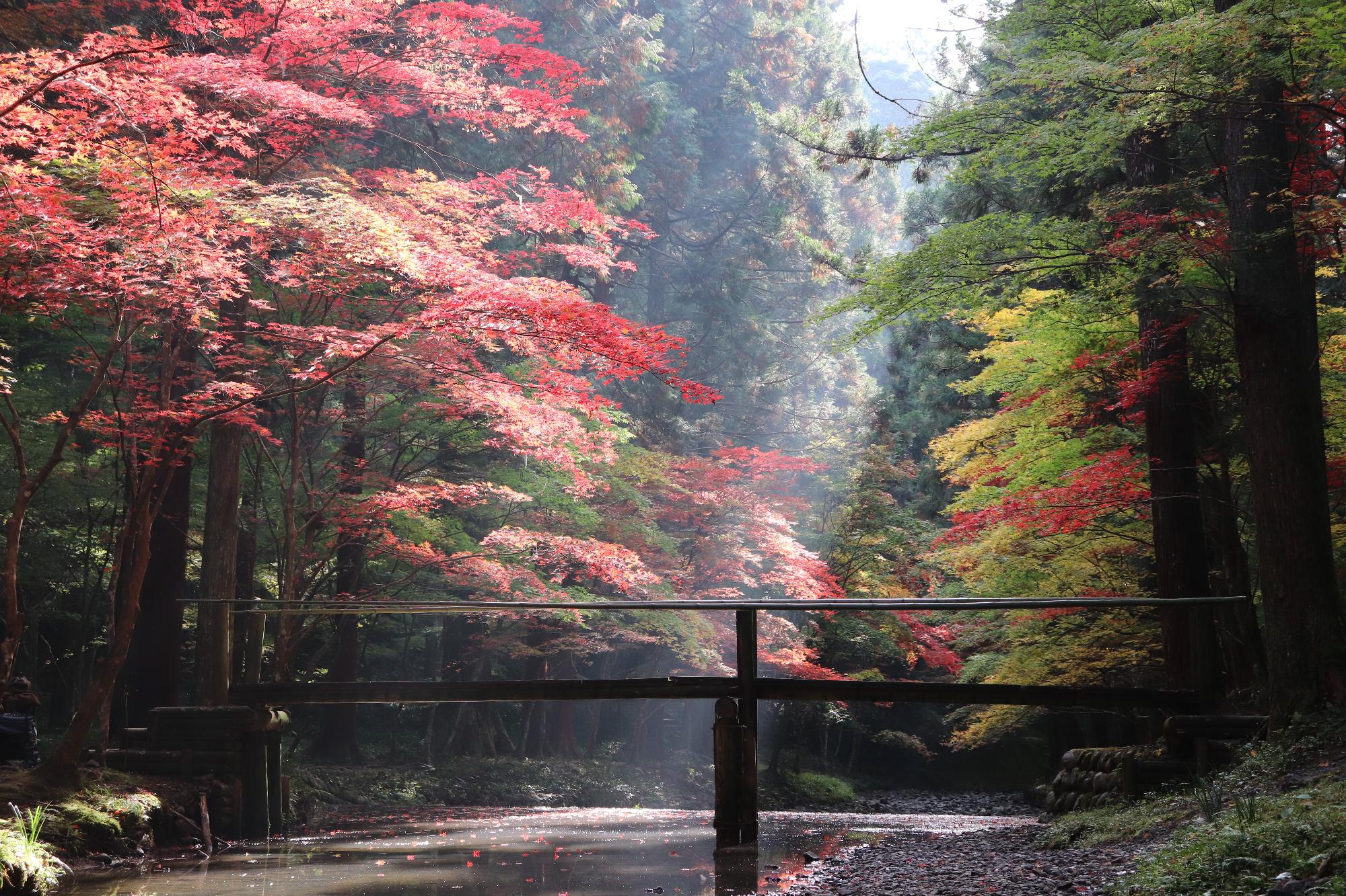 小國神社紅葉