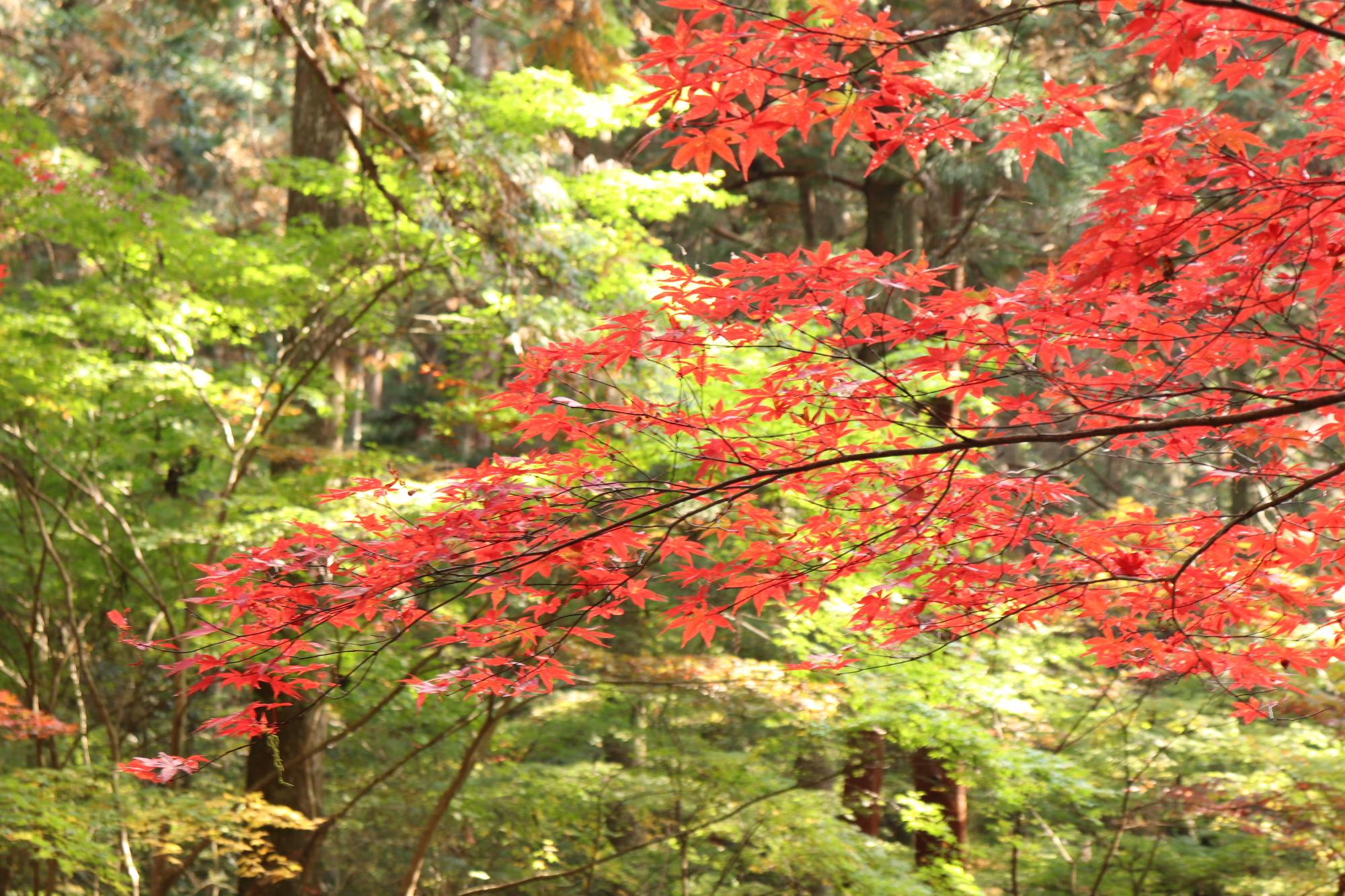 小國神社紅葉