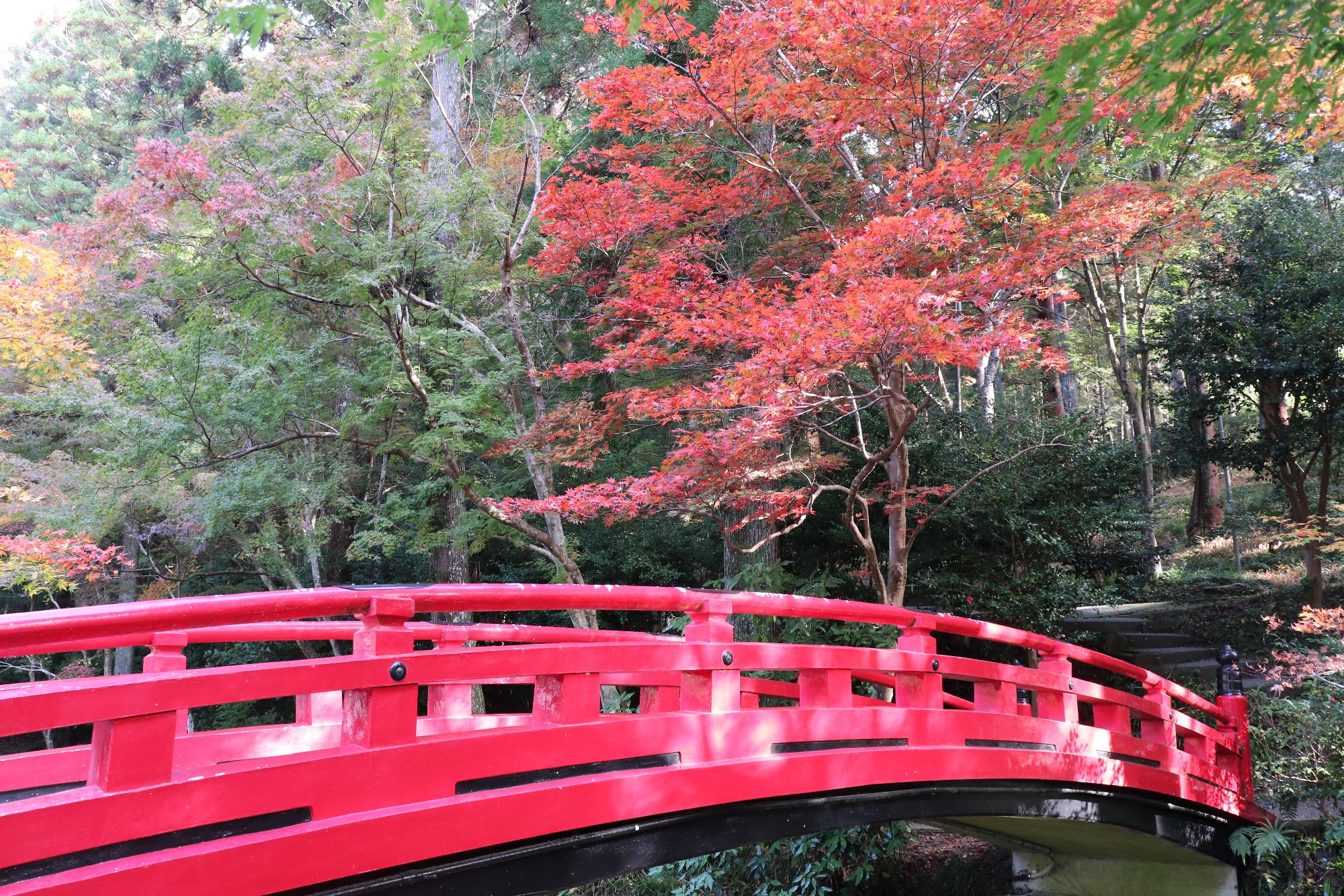 小國神社紅葉