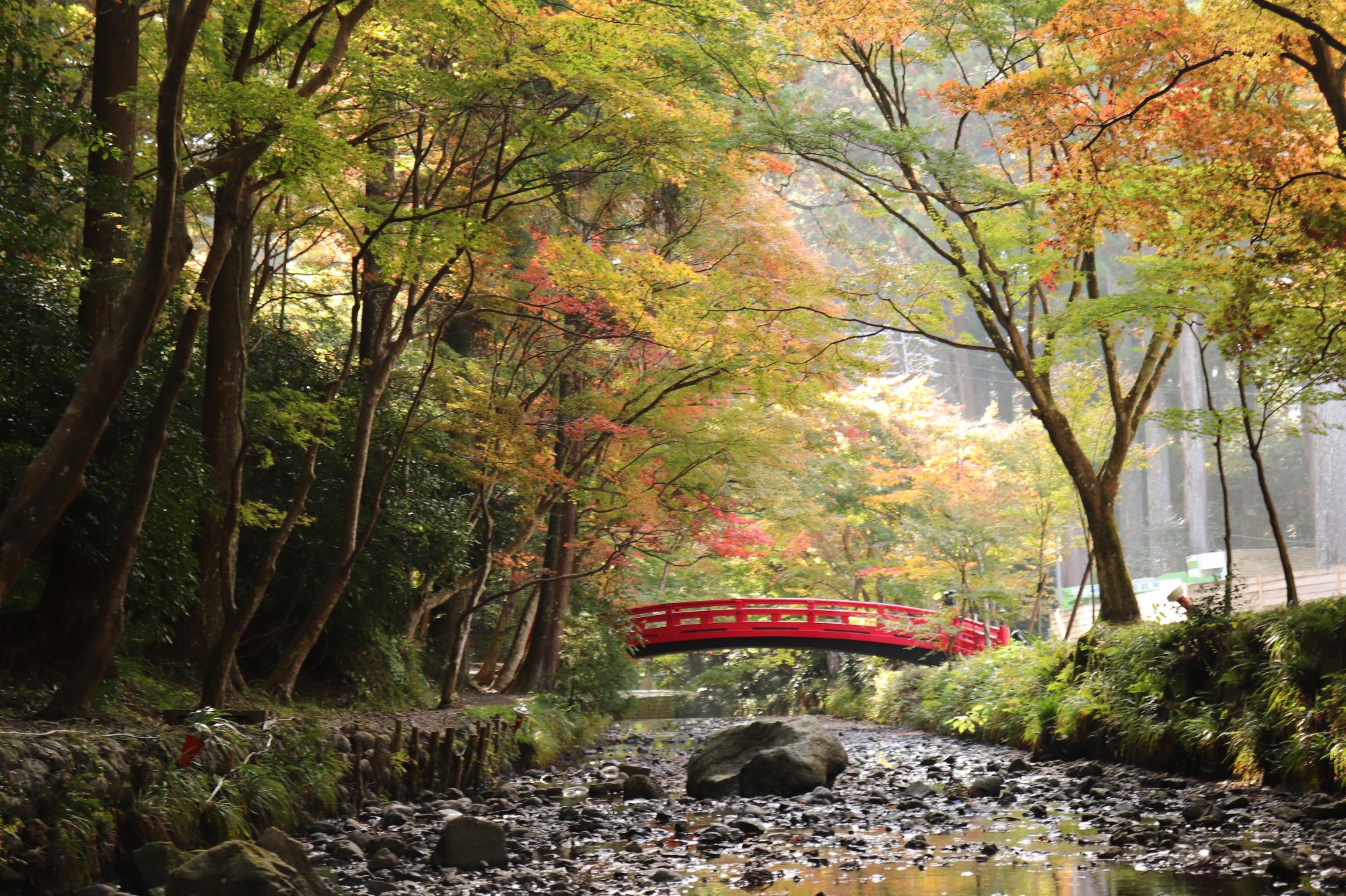 小國神社紅葉