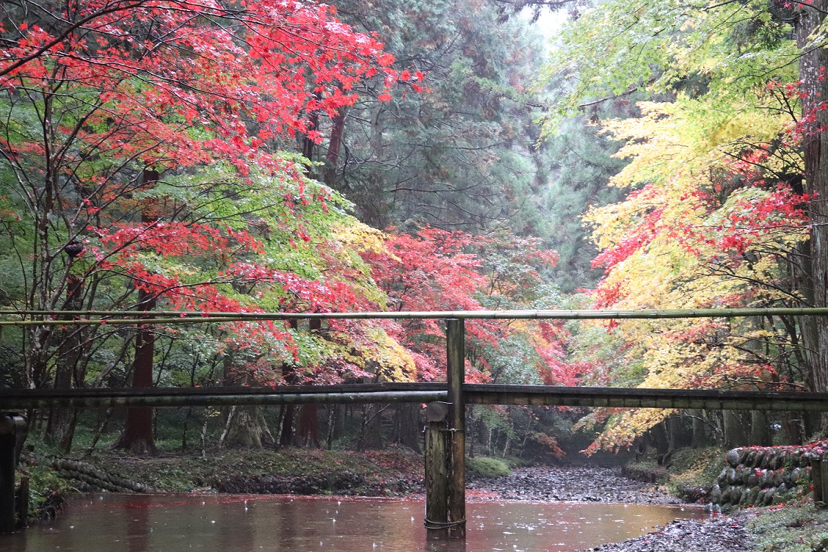 小國神社紅葉