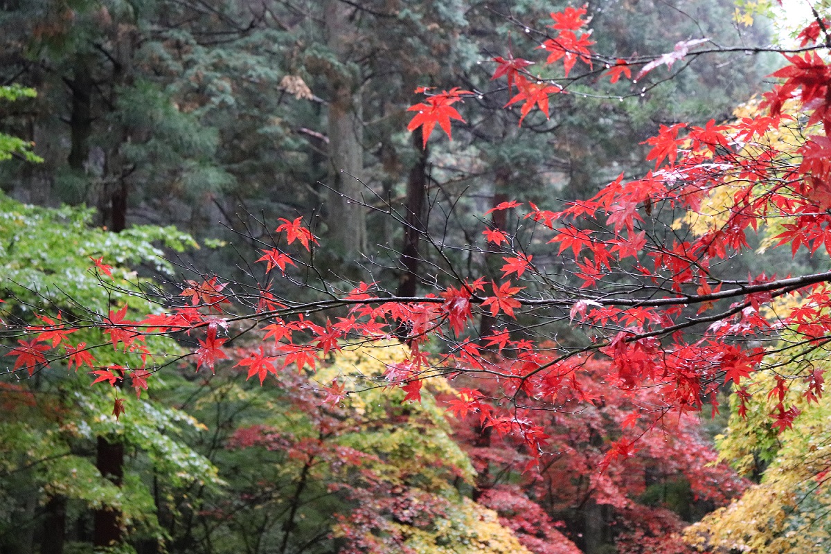 小國神社紅葉