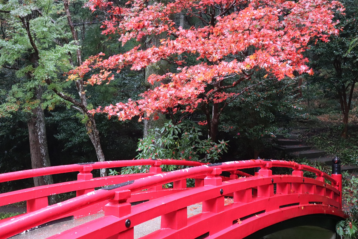 小國神社紅葉