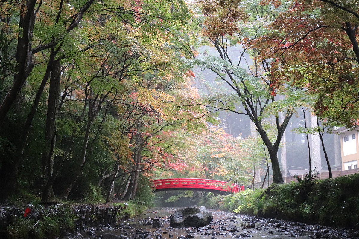 小國神社紅葉