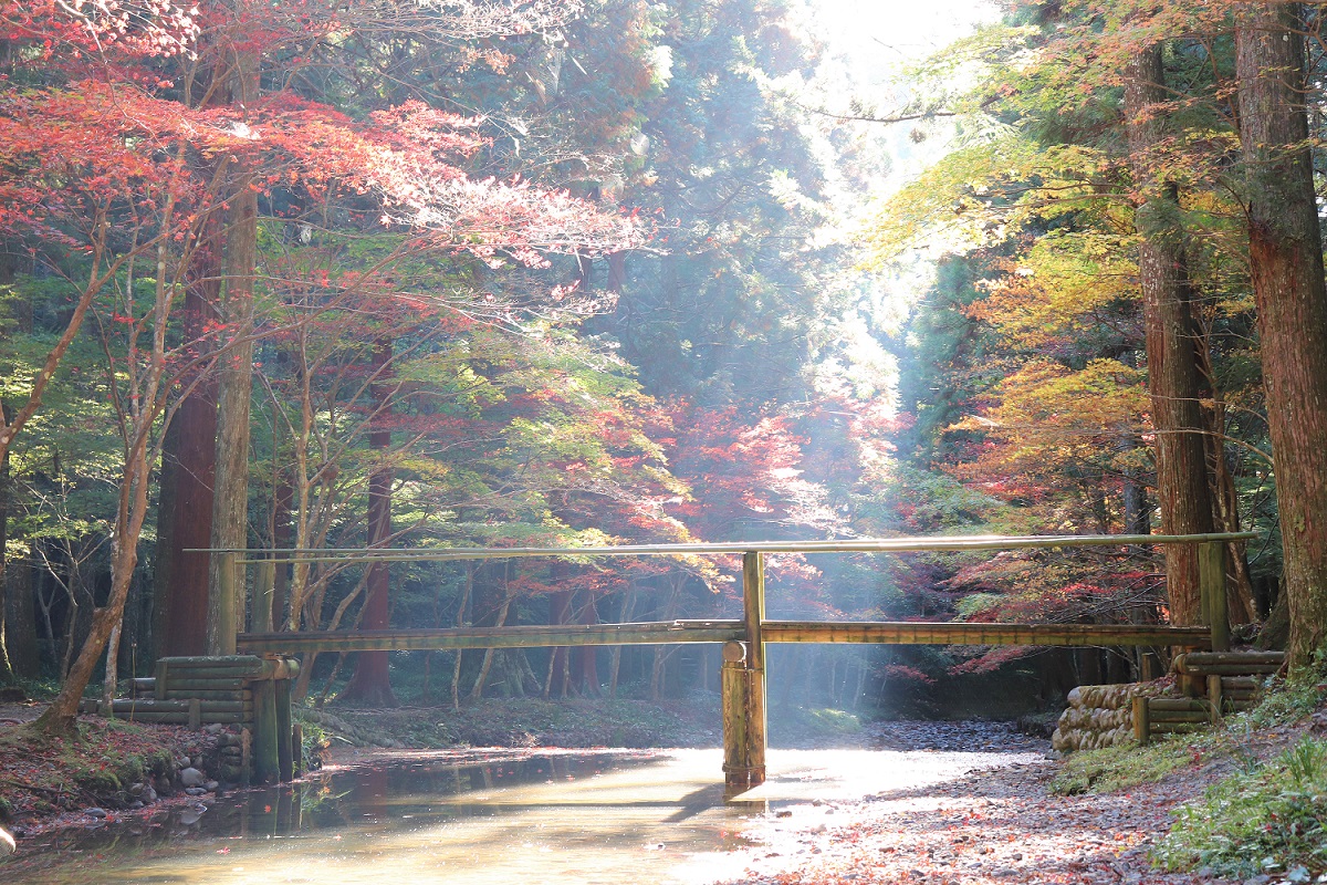 小國神社紅葉