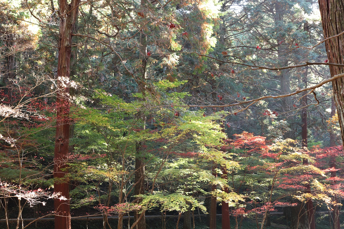 小國神社紅葉