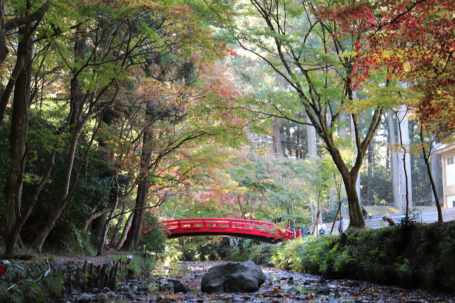 小國神社紅葉