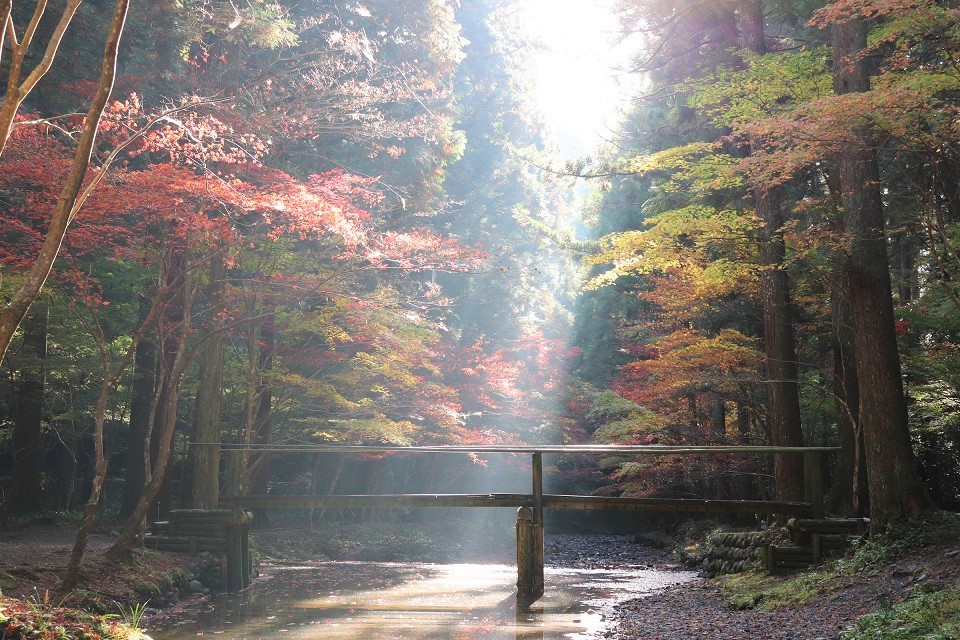 小國神社紅葉