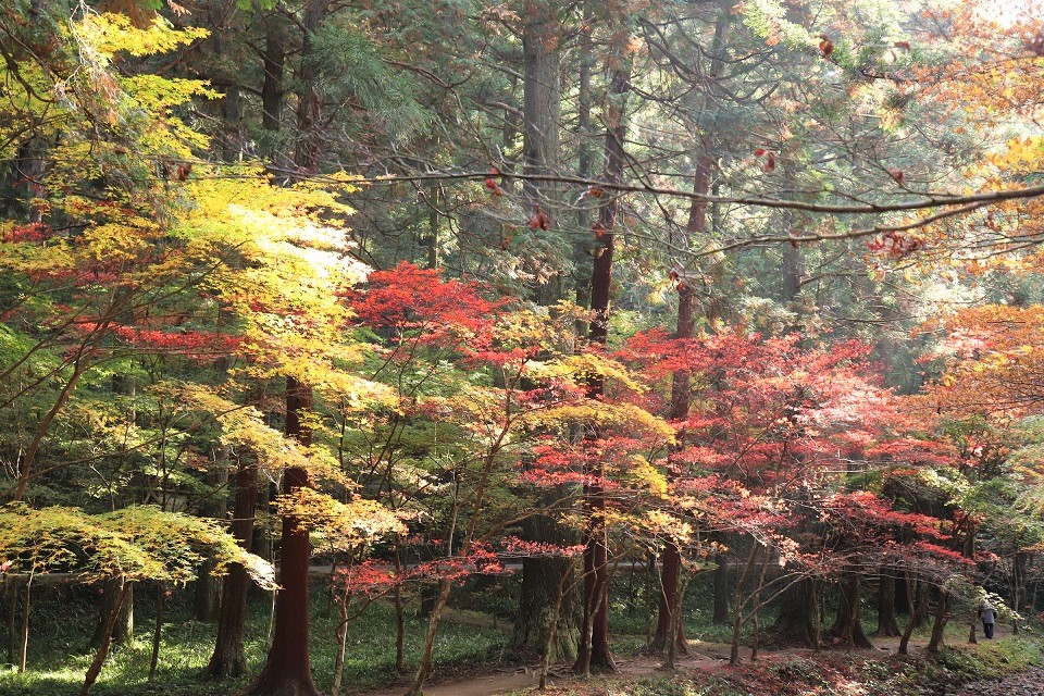 小國神社紅葉