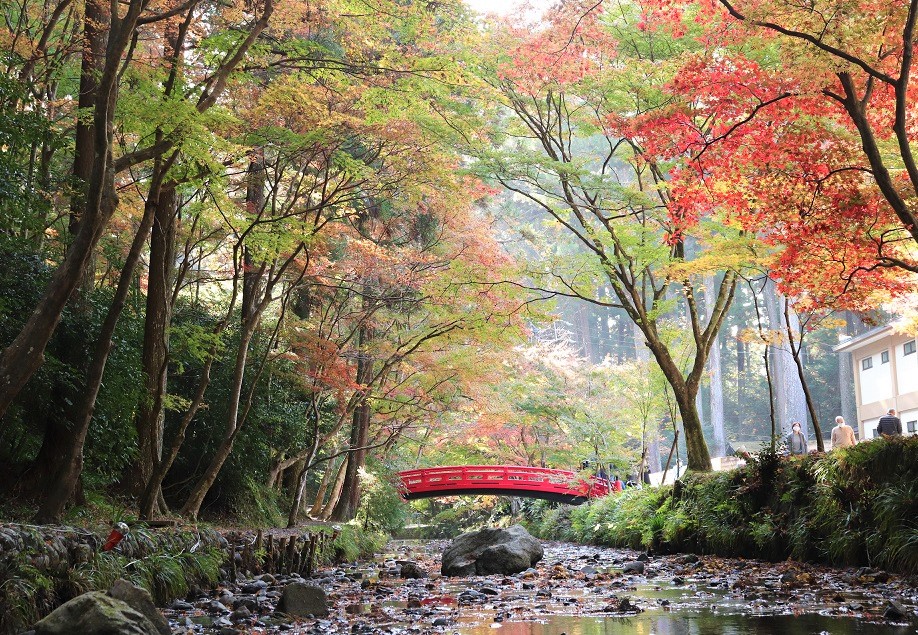 小國神社紅葉