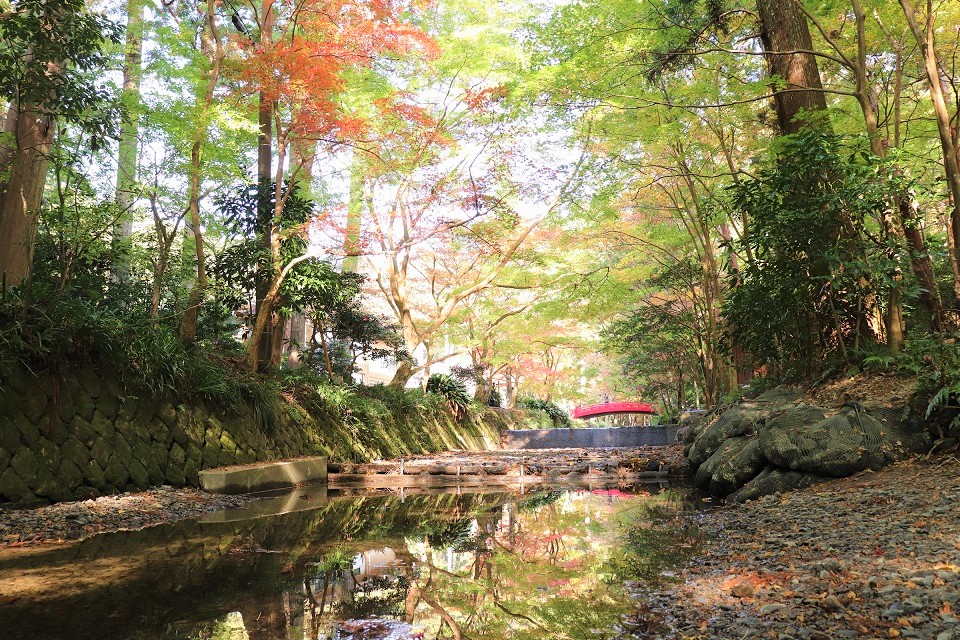 小國神社紅葉