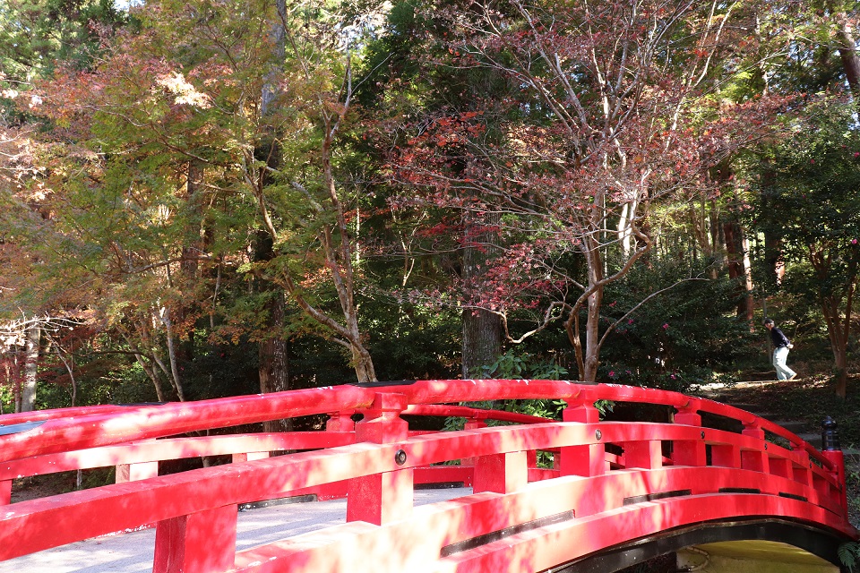 小國神社紅葉