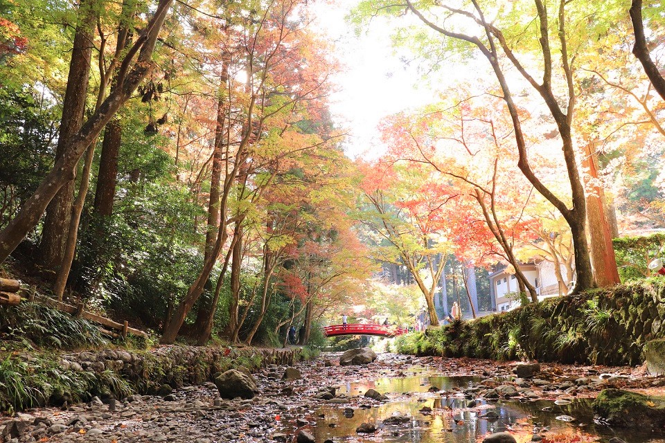 小國神社紅葉