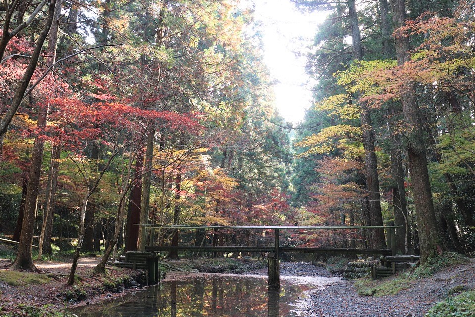 小國神社紅葉