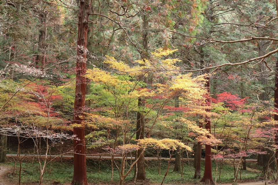 小國神社紅葉