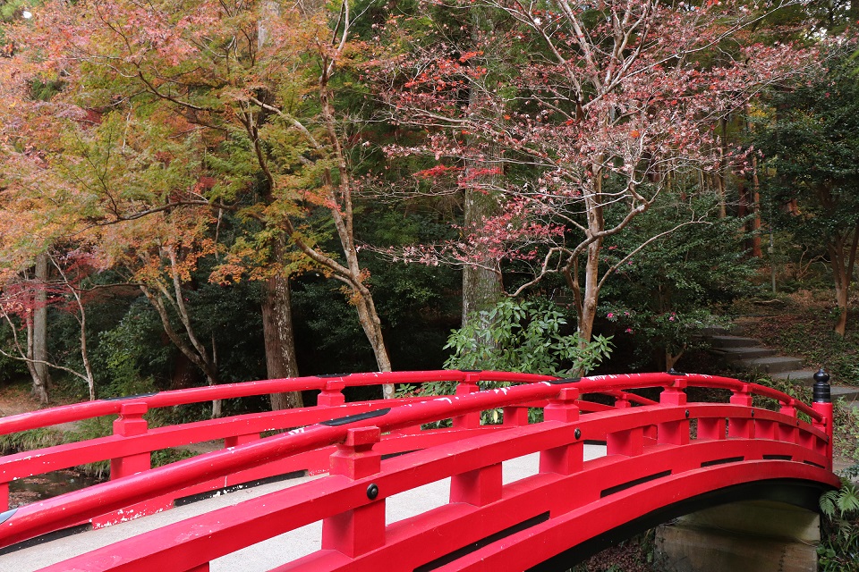 小國神社紅葉