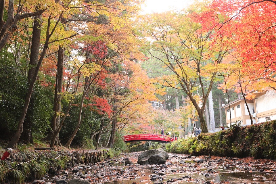 小國神社紅葉