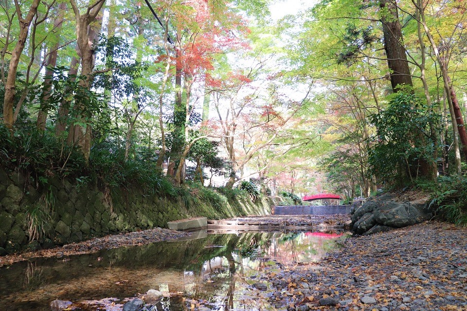 小國神社紅葉