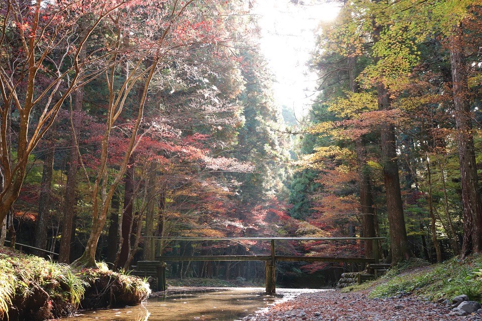 小國神社紅葉