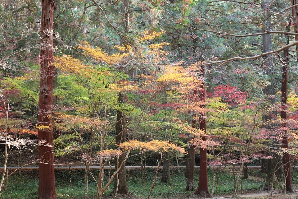 小國神社紅葉