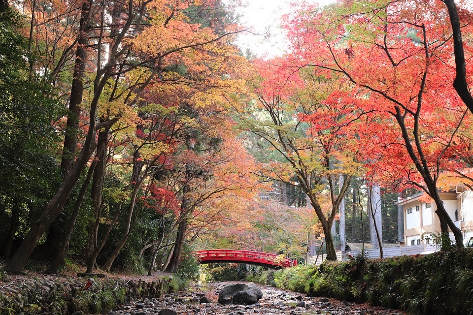 小國神社紅葉