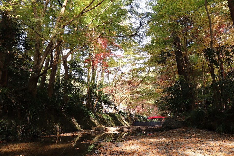 小國神社紅葉