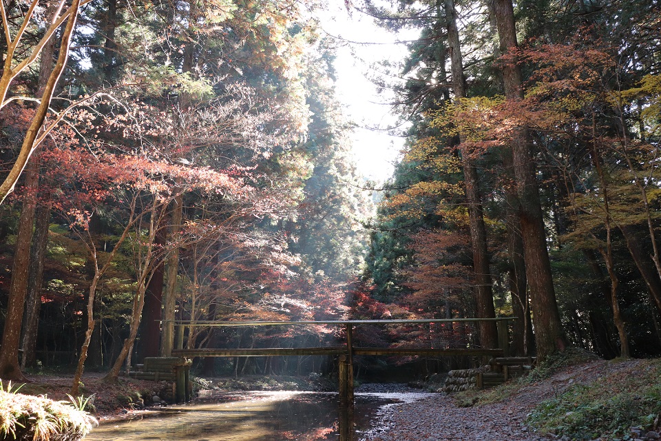 小國神社紅葉