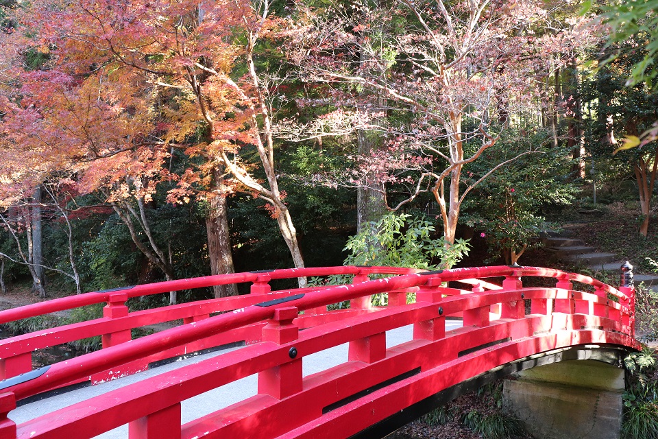 小國神社紅葉