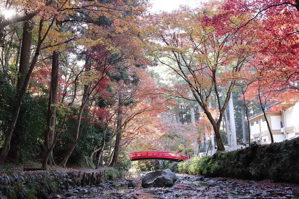 小國神社紅葉